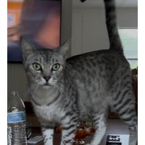 2nd Image of Marnell, Lost Cat