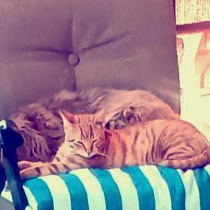 Image of Houdini, Lost Cat