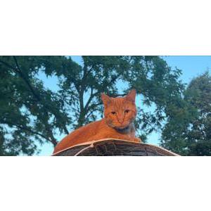 Image of Tigger, Lost Cat