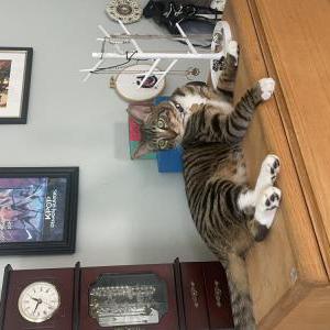 Image of Peeta, Lost Cat