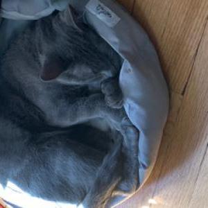 Lost Cat Toby