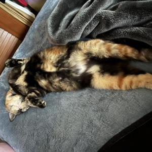 Image of Autumn, Lost Cat