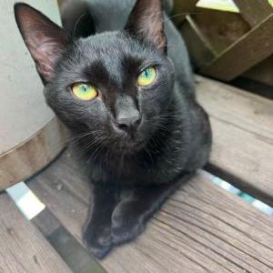 Image of Obsidian, Lost Cat