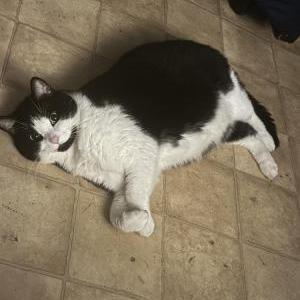 Image of Yuai, Lost Cat