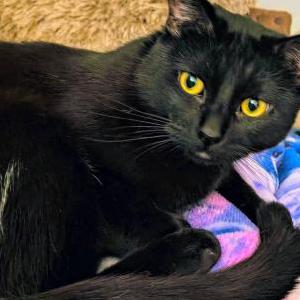 Image of Salem, Lost Cat