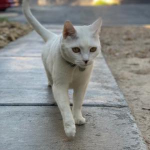 Lost Cat Nunu