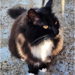 Lost 2 Little Sister (Washington)