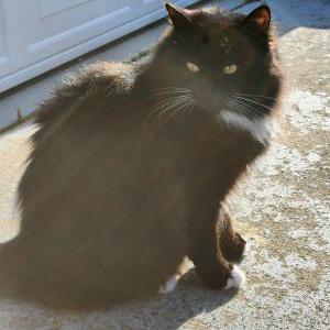 2nd Image of Little Sister, Lost Cat