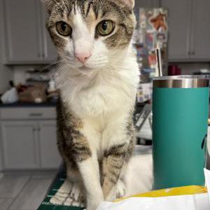 Image of MeowMeow, Lost Cat