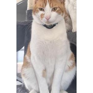 Image of Mac, Lost Cat
