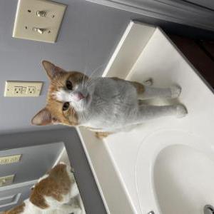 Image of Arthur ‘Artie’, Lost Cat