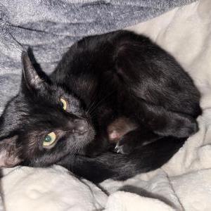Lost Cat Galiléia