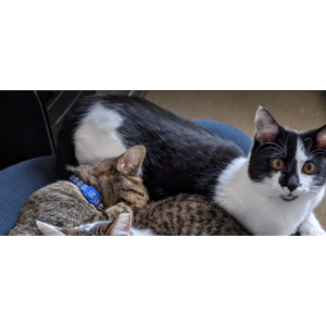 Image of Finn, Lost Cat