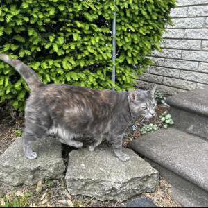Image of Maygun, Lost Cat