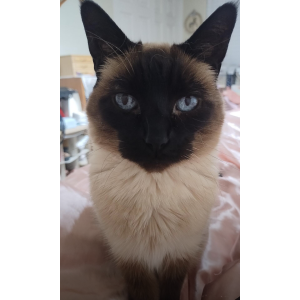 Lost Cat Sofia