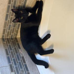 Lost Cat Binx