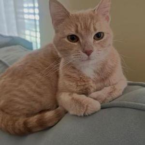 Lost Cat Kiko