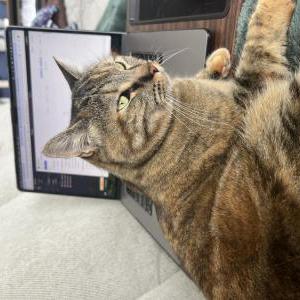 Image of Lucy, Lost Cat
