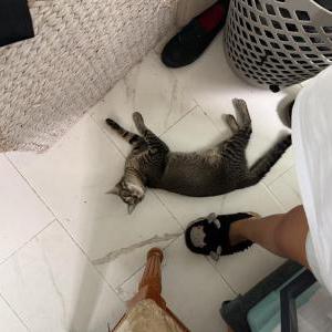 Image of Nicolás, Lost Cat