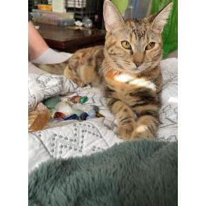Image of Riya, Lost Cat