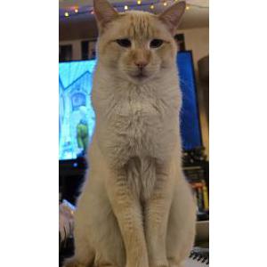 Lost Cat Hermes