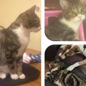 Lost 2 Tiko (Massachusetts)