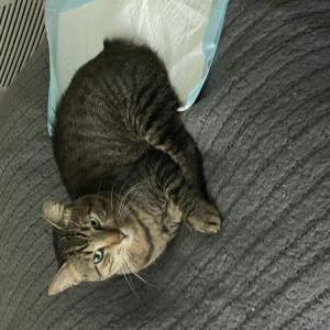 Image of BUGSY, Lost Cat