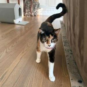 Lost Cat Rosie