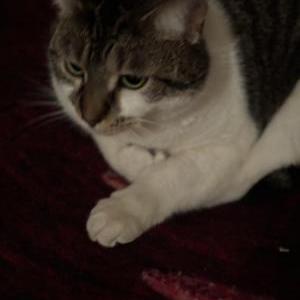 Image of Artemis, Lost Cat