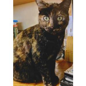 Image of MAMA, Lost Cat