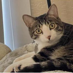 Image of Jedah, Lost Cat