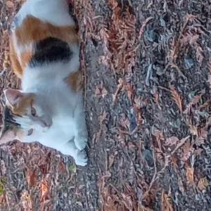 Image of Andie, Lost Cat