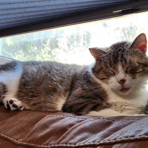 Image of Shulgi, Lost Cat