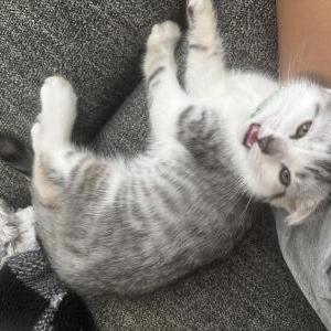 Image of el gato, Lost Cat