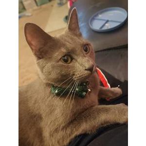 Image of Sanji, Lost Cat