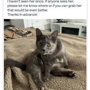 Image of Sophie, Lost Cat