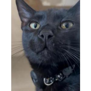Image of Voodoo, Lost Cat