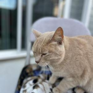 Image of Mango, Lost Cat