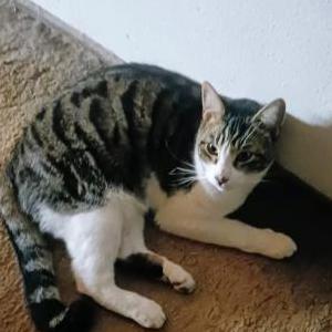Image of Seoman, Lost Cat