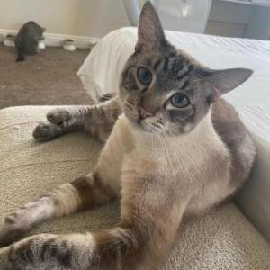 Image of Yoshi, Lost Cat
