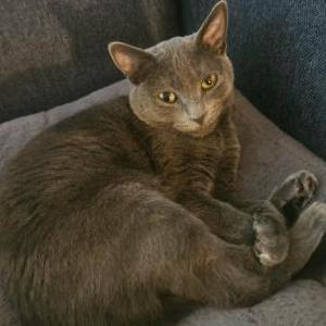 Lost Cat Smokey