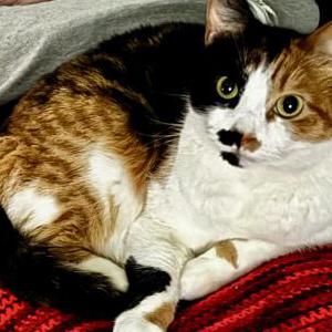 Image of Freya, Lost Cat
