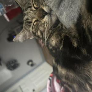 Image of Nova, Lost Cat