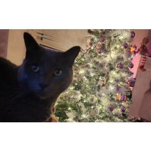 Image of Smokey, Lost Cat
