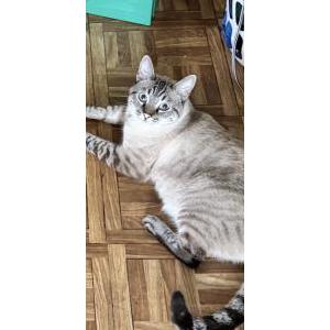 Image of Love, Lost Cat