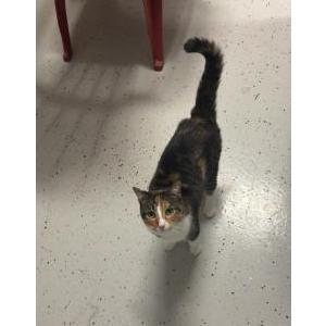 Image of Cheesecake, Lost Cat