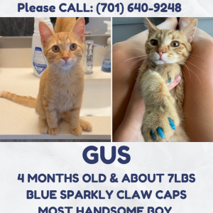 Image of Gus, Lost Cat