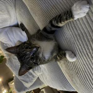 Image of Stanley, Lost Cat