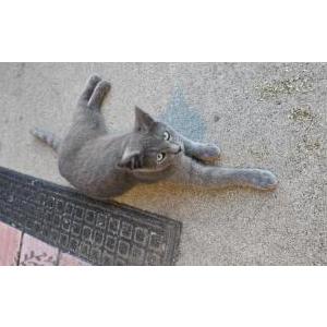 Image of Buddy, Lost Cat