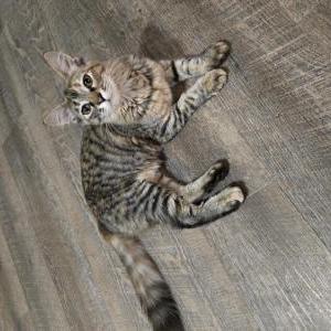 Image of Julia, Lost Cat